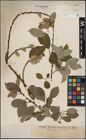 Foto von Salix caprea L.